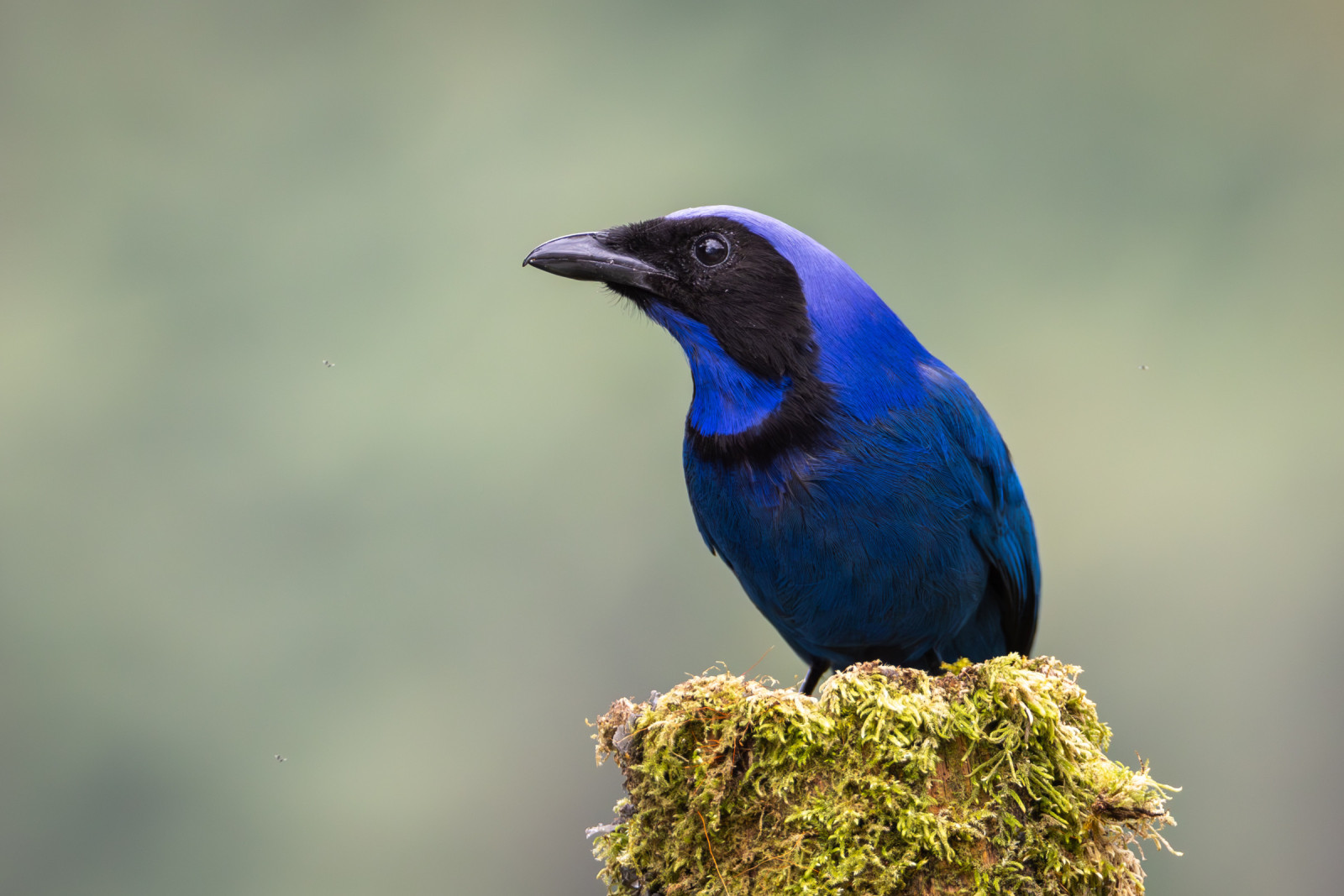image Black-collared Jay